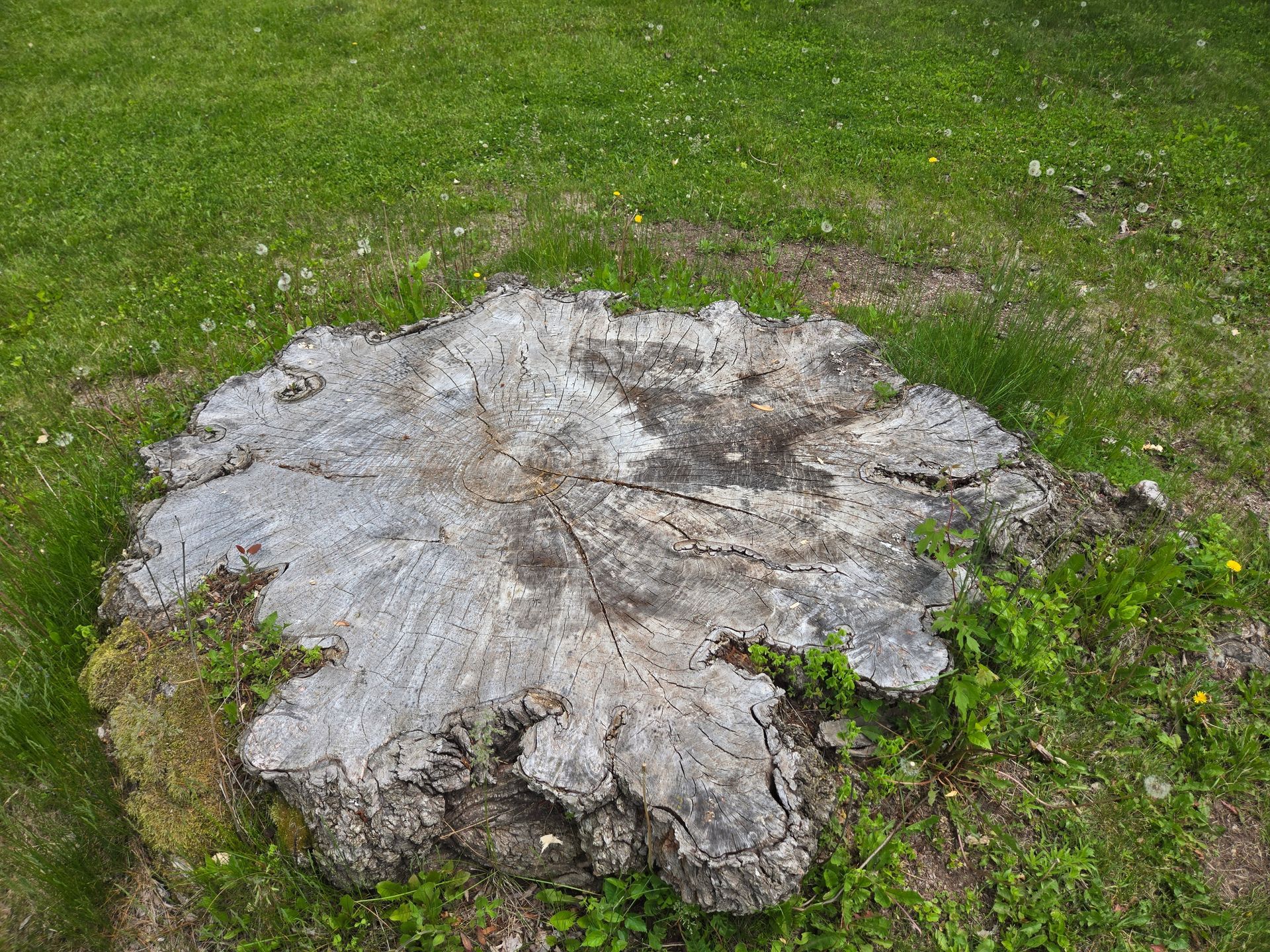 A large tree stump in the middle of a lush green field.