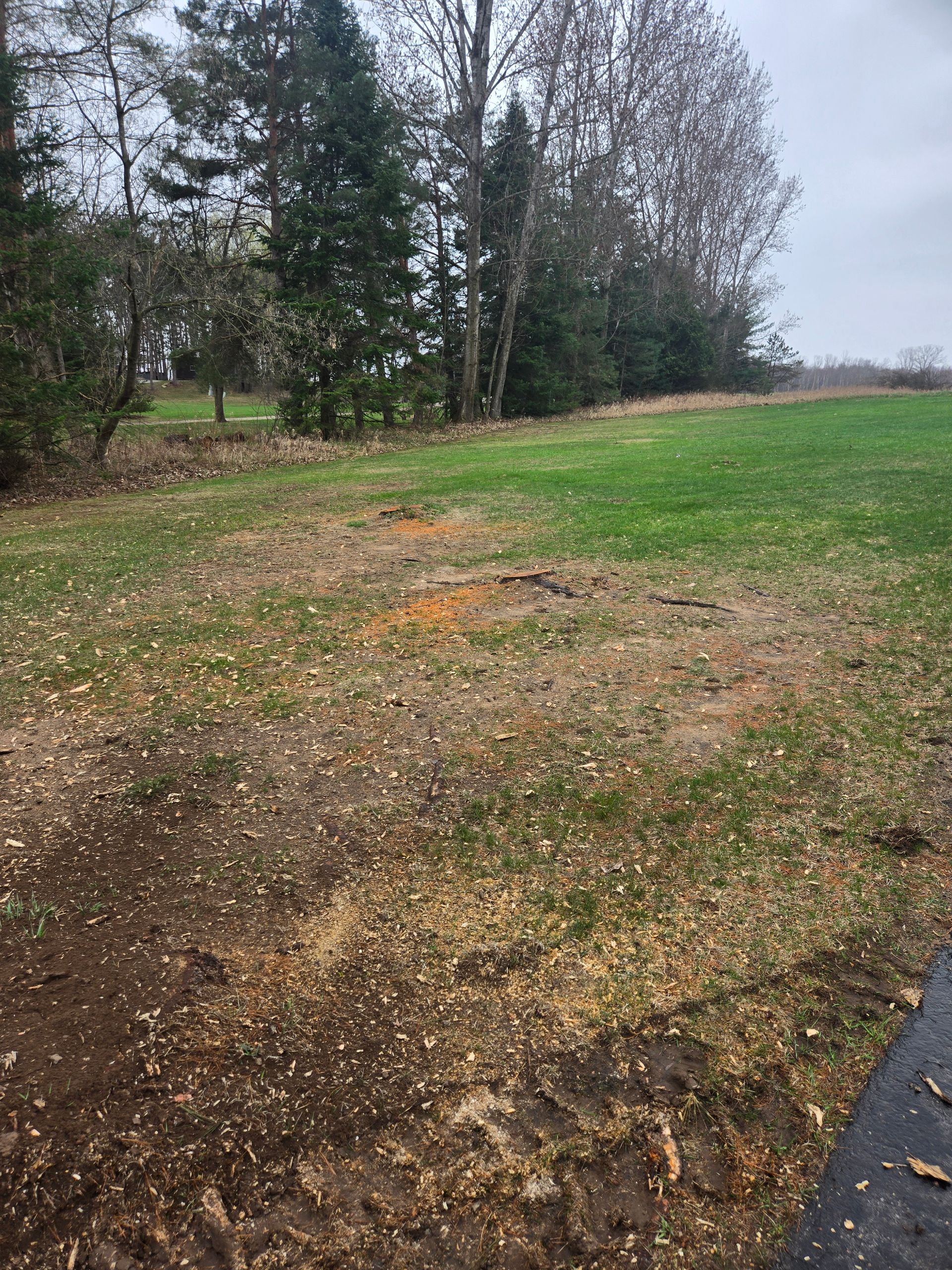 A large grassy field with trees in the background and a tire in the foreground.