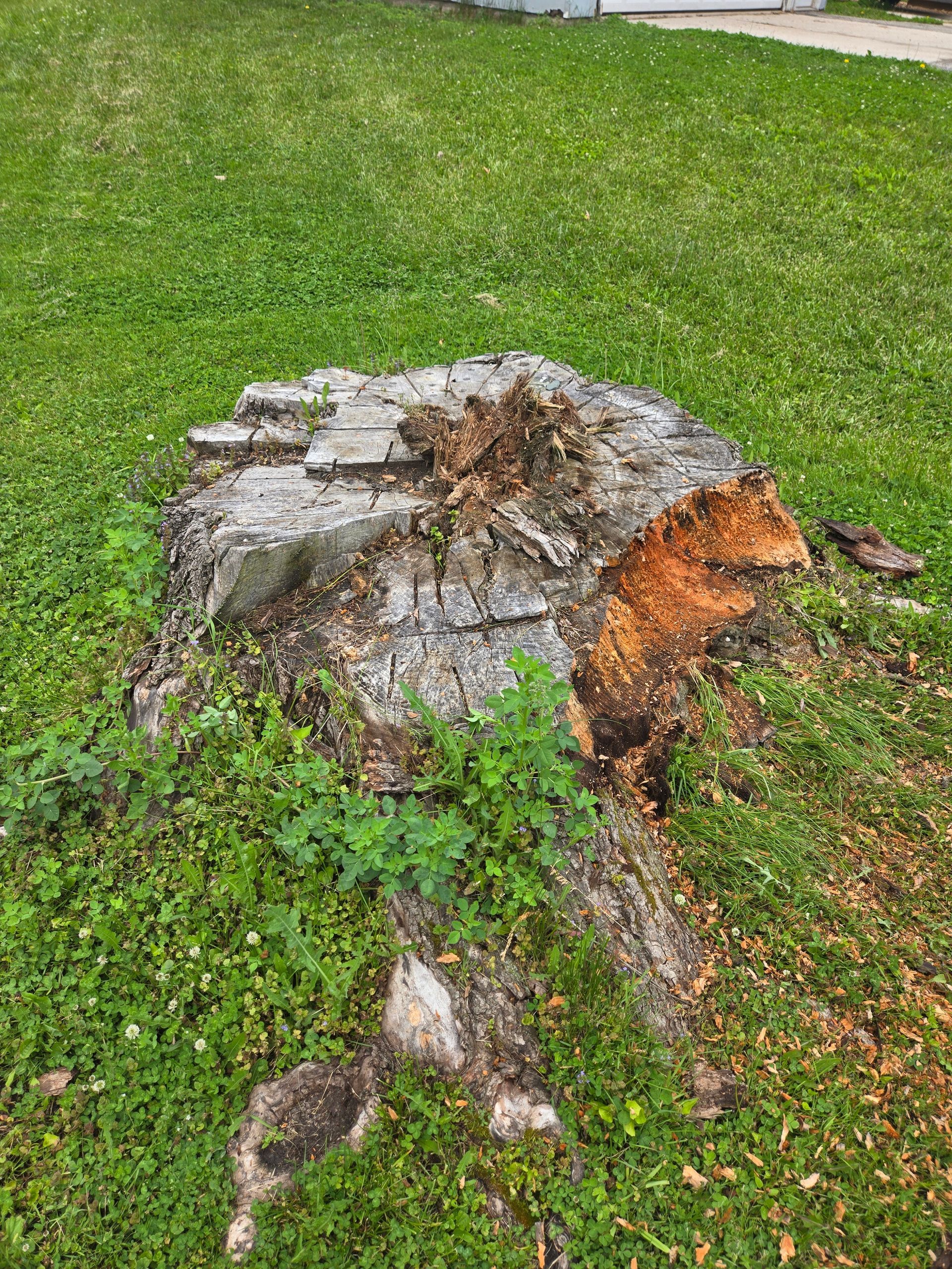 A tree stump is sitting in the middle of a lush green field.