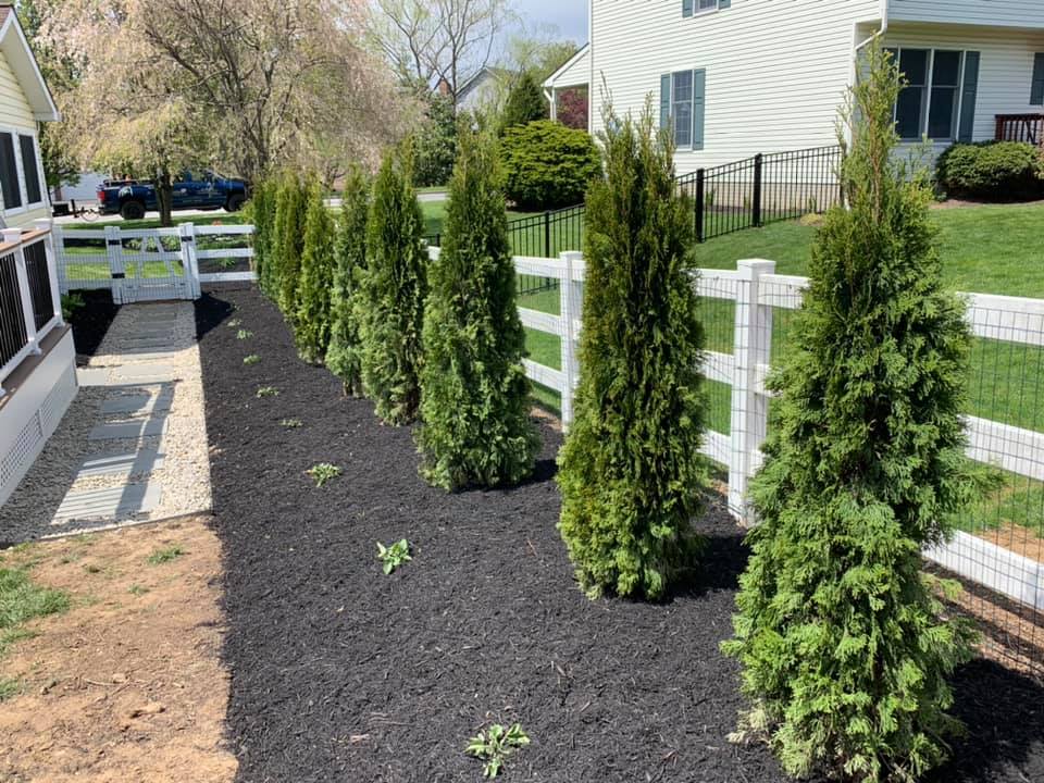 Tree Installation — Hagerstown, MD — Potomac Grounds Care