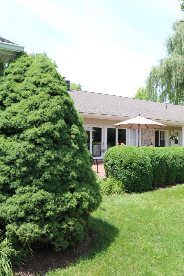 For Trimming Tree — Hagerstown, MD — Potomac Grounds Care