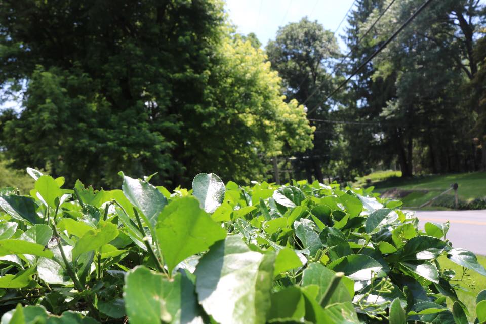 Green Plants — Hagerstown, MD — Potomac Grounds Care