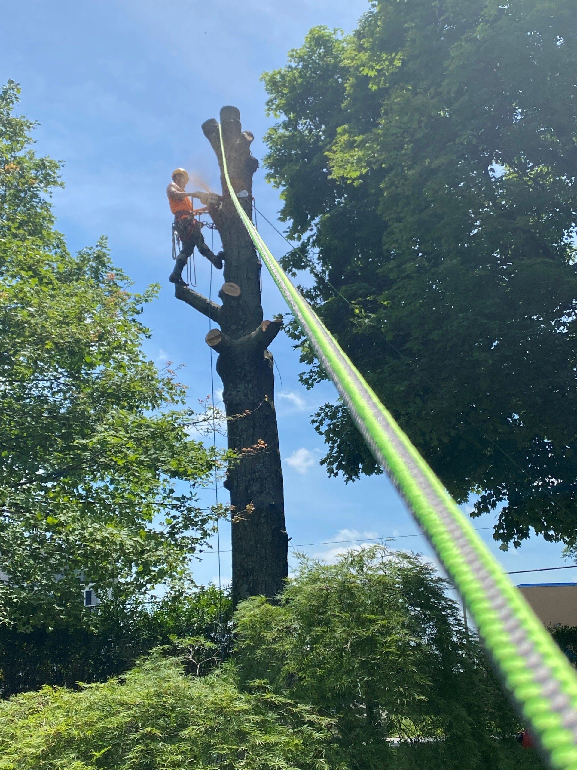 Tree Cutting — Hagerstown, MD — Potomac Grounds Care