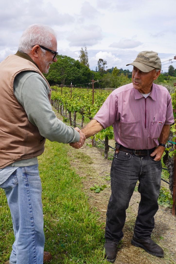 Vineyard in Santa Rosa sonoma county