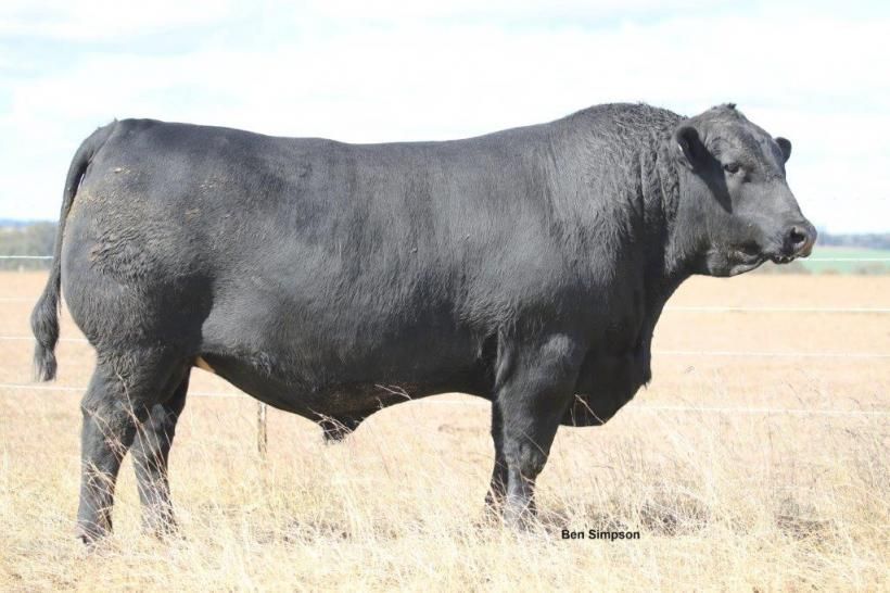 Eastern Plains Angus - BULL SALE