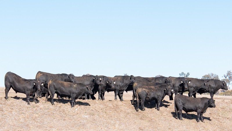 black-cow