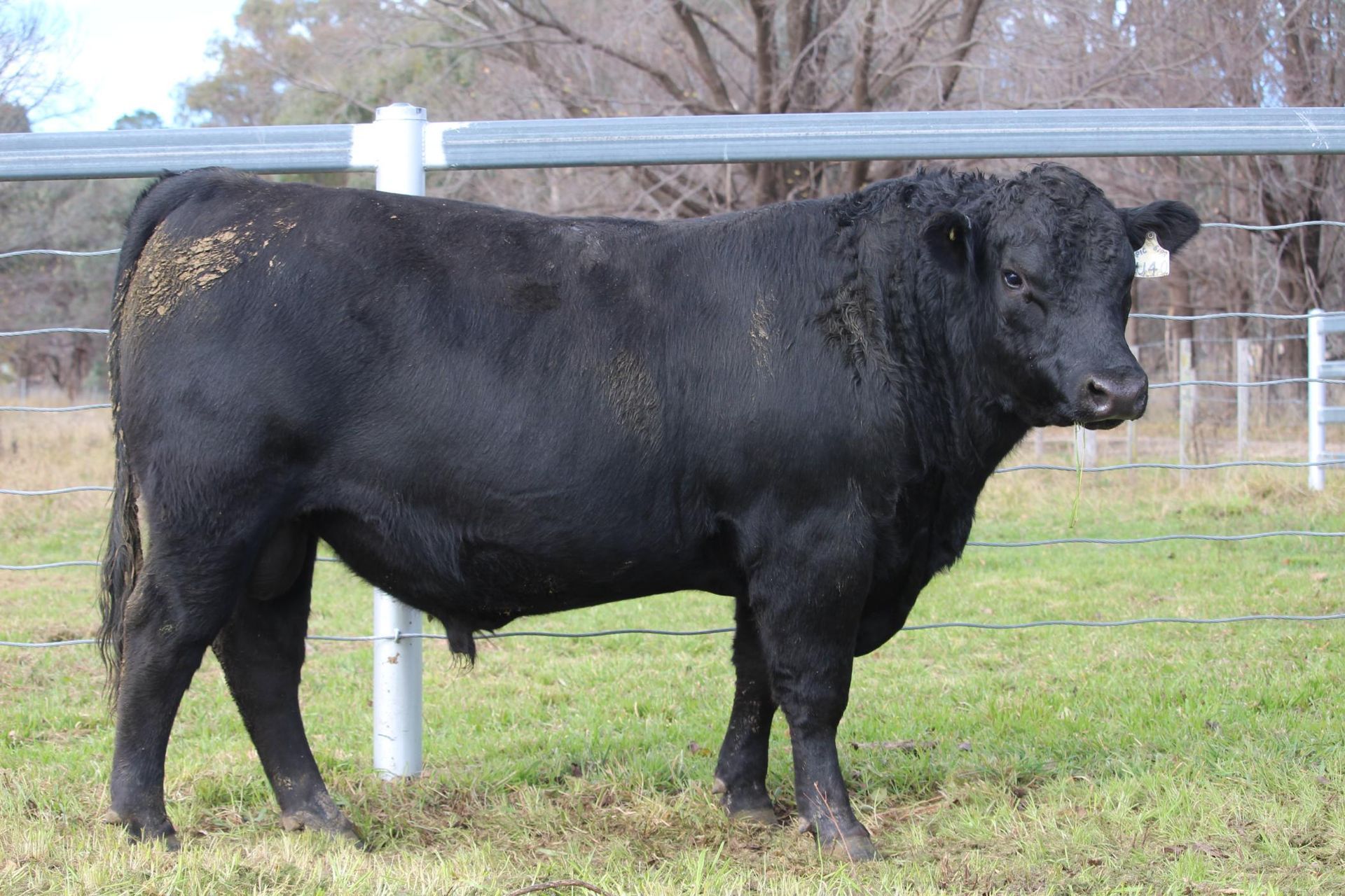 Lot 14 - EASTERN PLAINS TRYALION T61