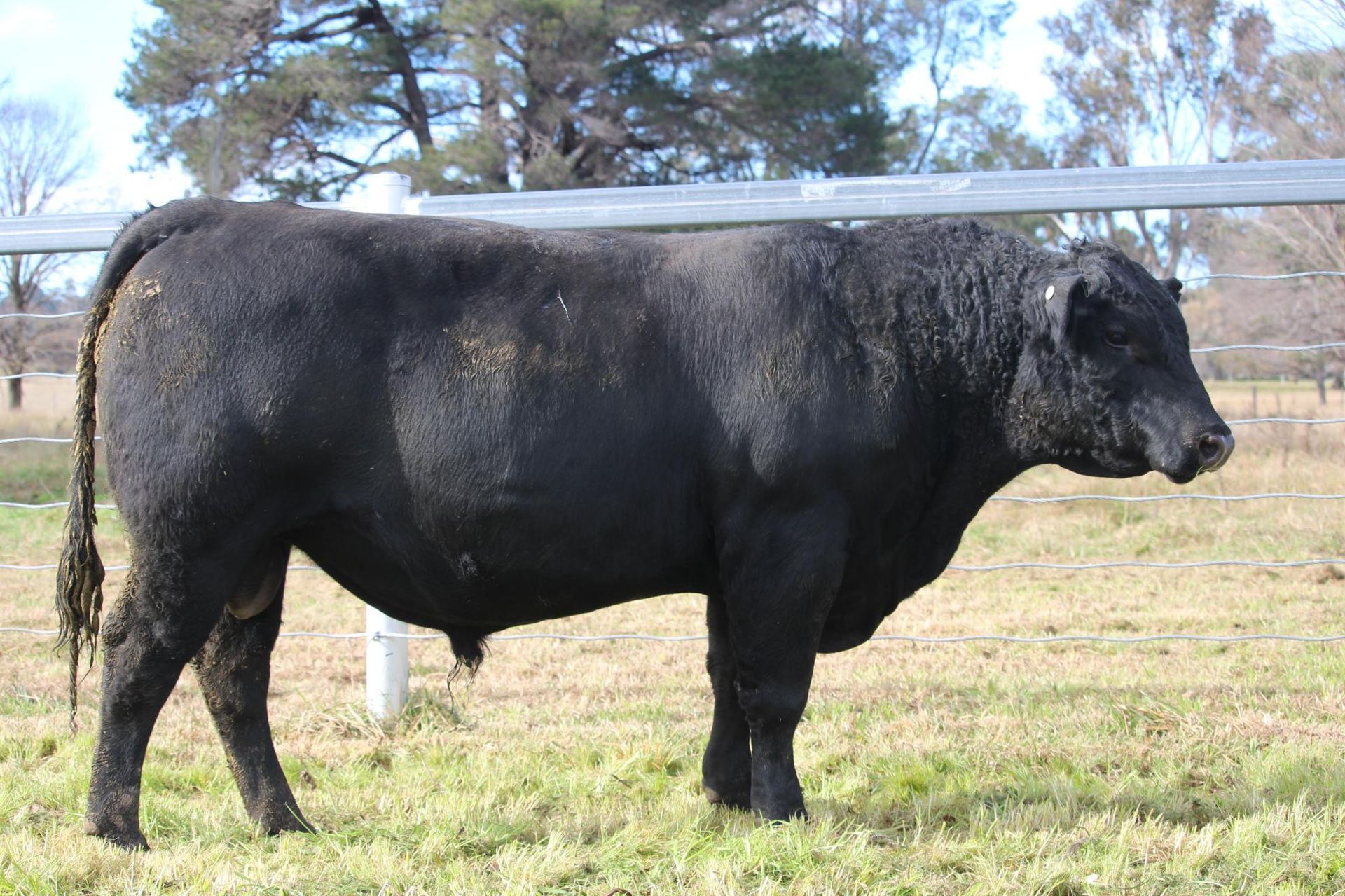 Lot 16 - EASTERN PLAINS TREWIN T106