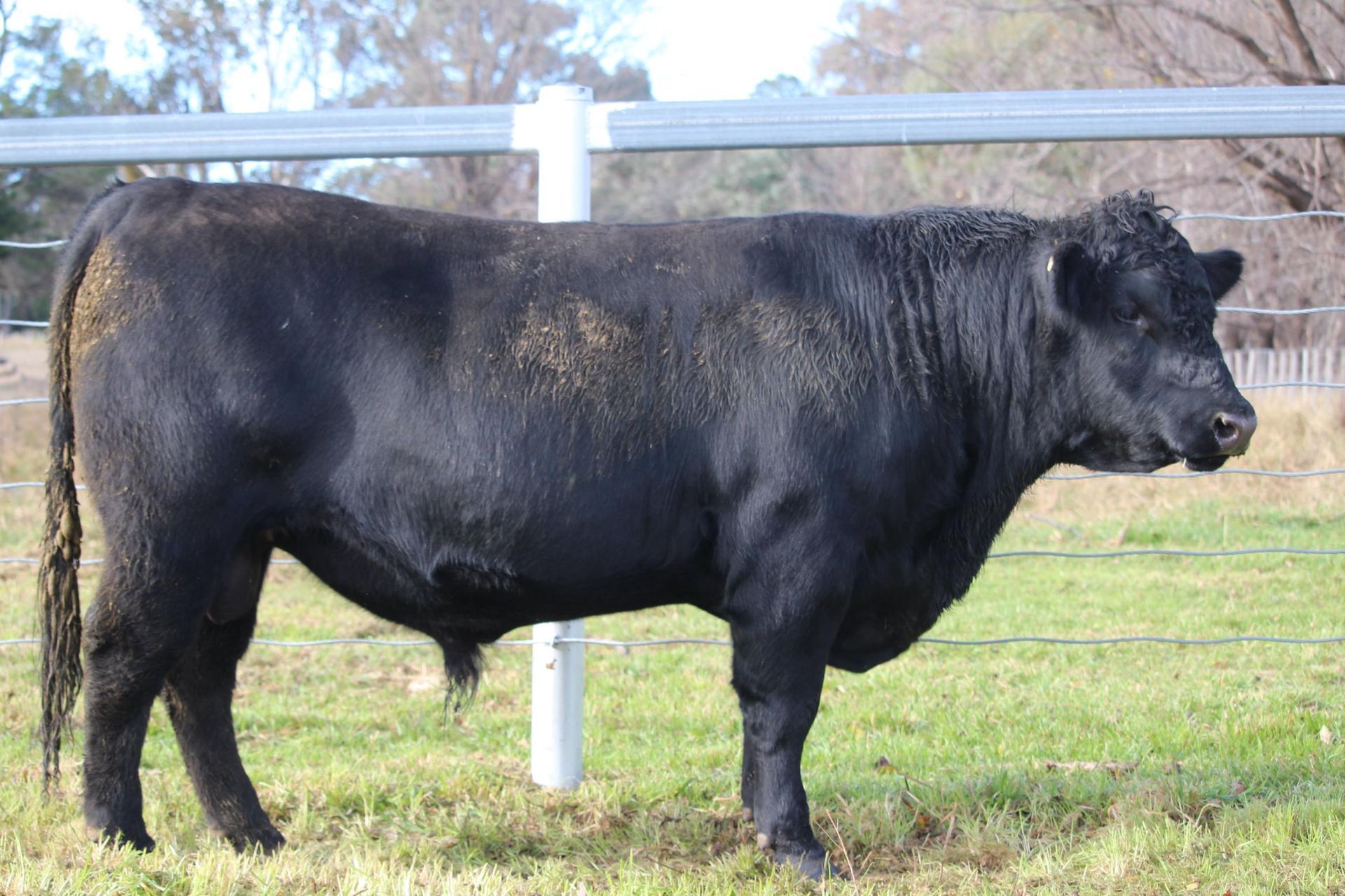 Lot 19 - EASTERN PLAINS TOMAHAWK T137