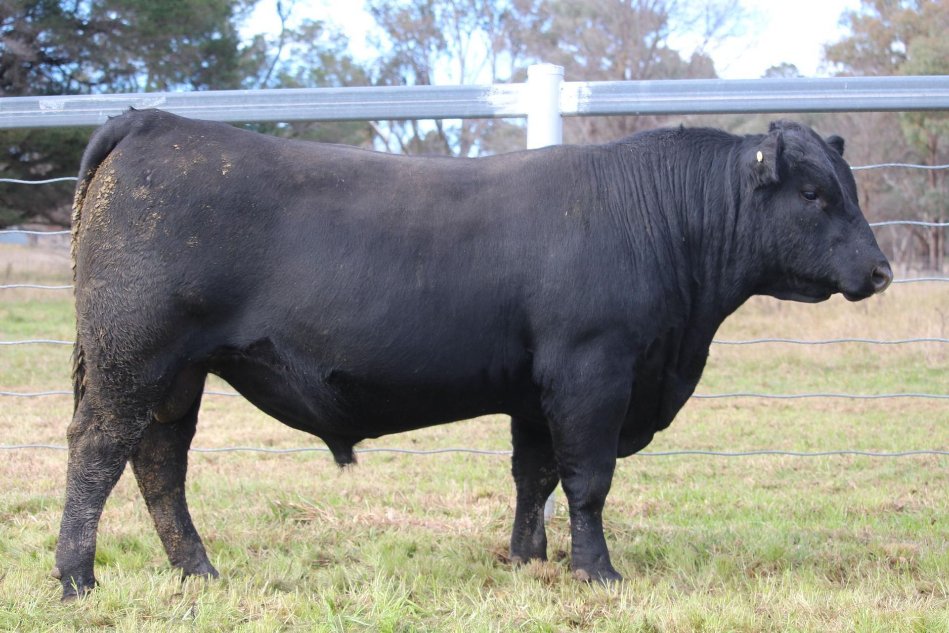 Lot 21 - EASTERN PLAINS TORQUAY T174