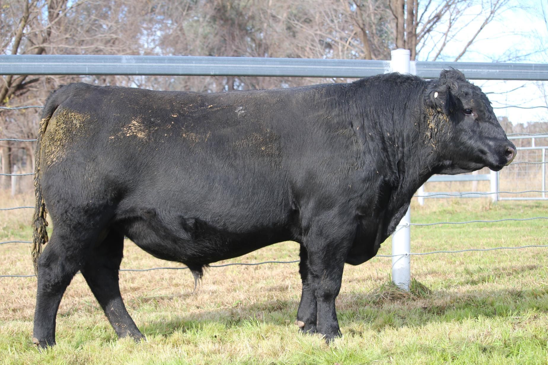 Lot 23 - EASTERN PLAINS TAEMAS T156