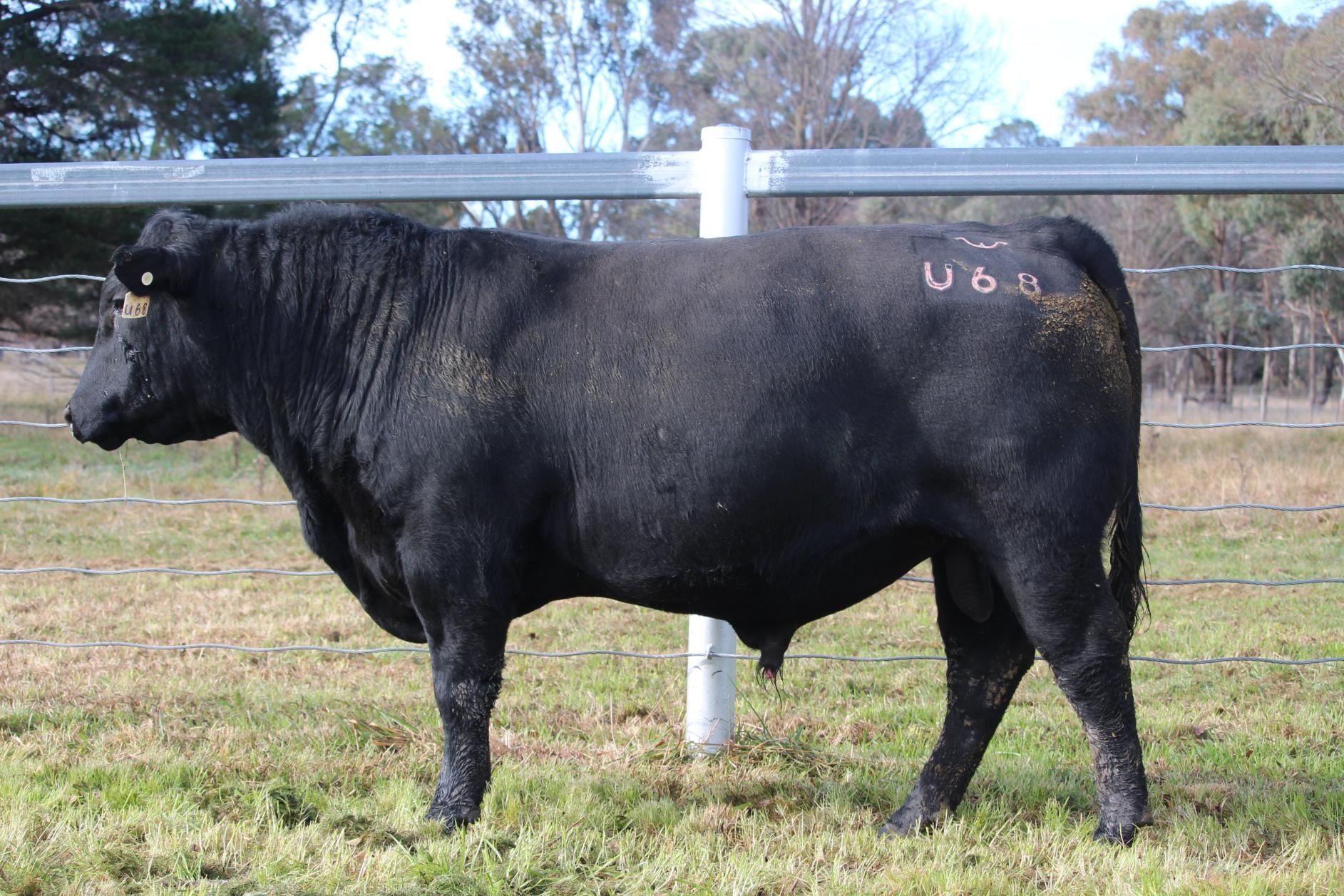 Lot 28 - EASTERN PLAINS TALINGA T88