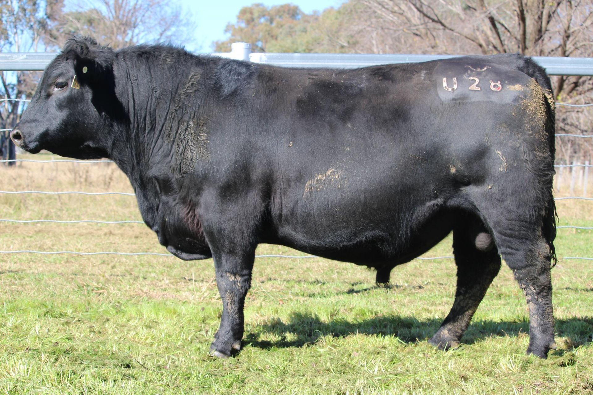 Lot 4 - EASTERN PLAINS TUBBA T36