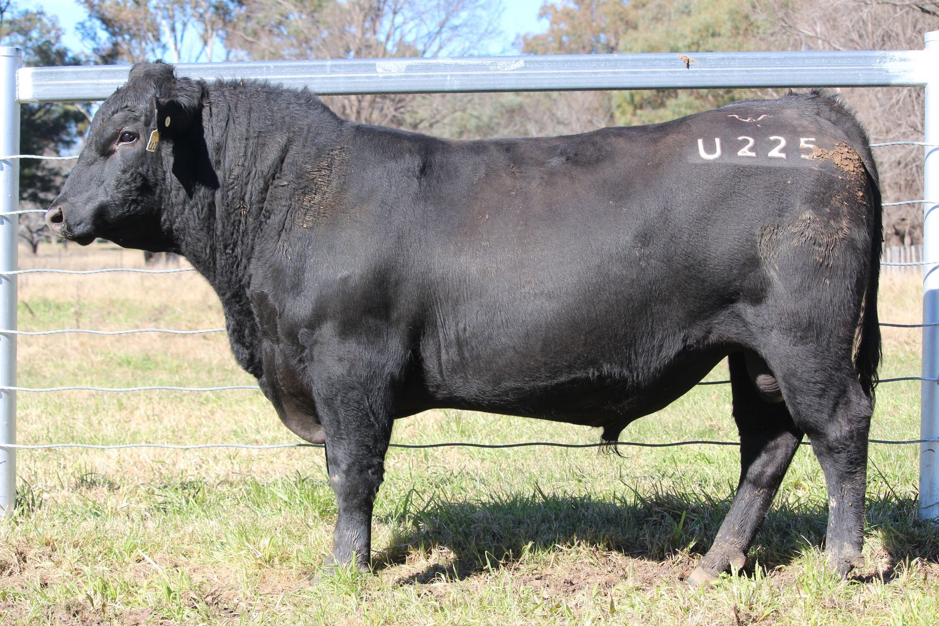 Lot 66 - EASTERN PLAINS TALLAROOK T81