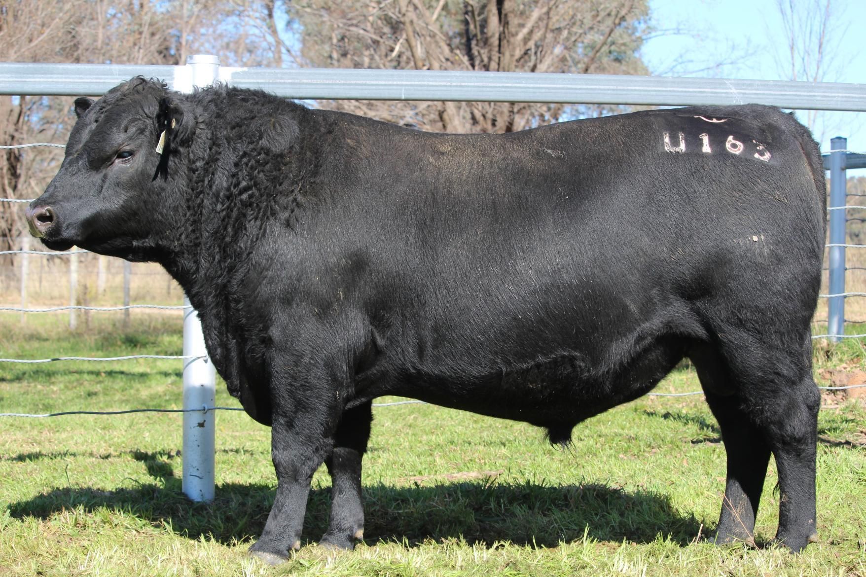 Lot 1 - EASTERN PLAINS TULAMORE T108