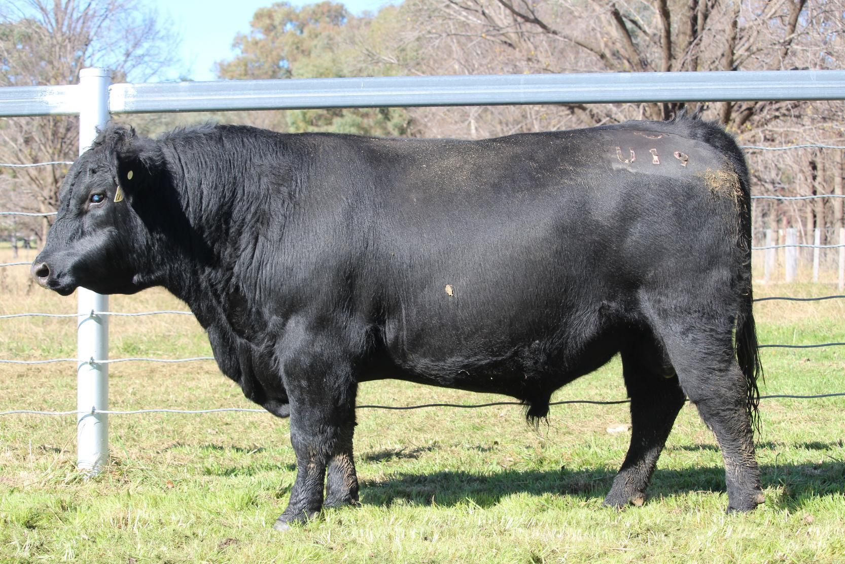 Lot 10 - EASTERN PLAINS TUON T1