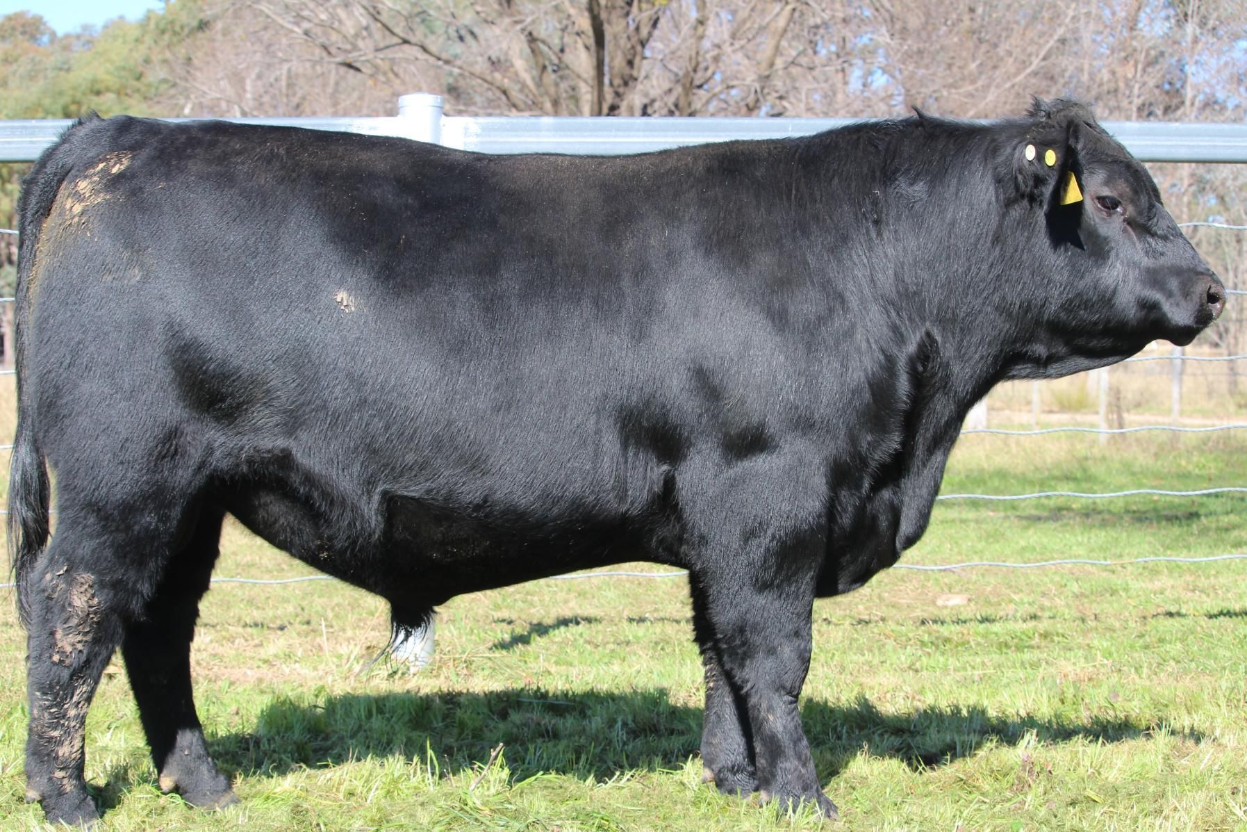 Lot 11 - EASTERN PLAINS TIPPERRARY T129