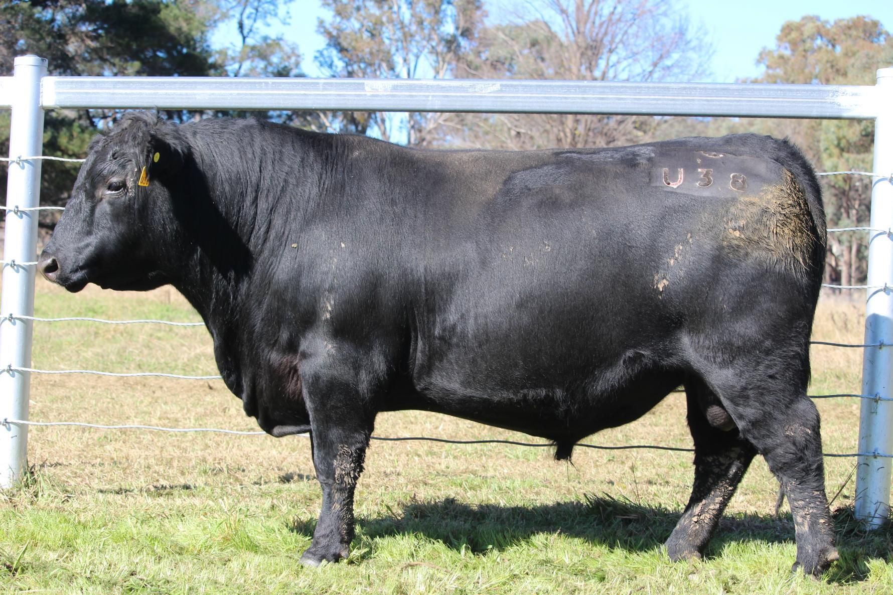 Lot 12 - EASTERN PLAINS TALMALMO T18