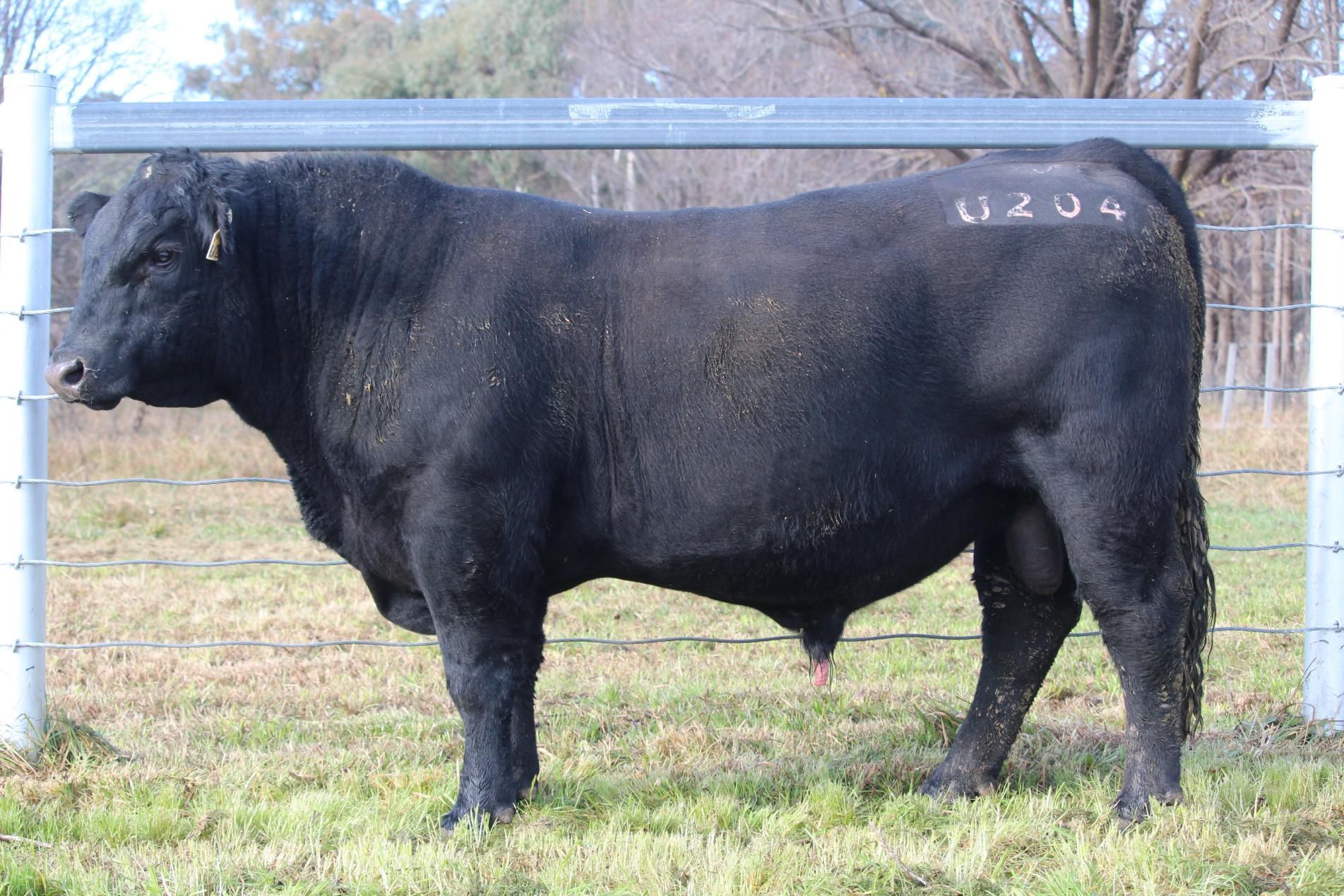 Lot 15 - EASTERN PLAINS TULLY T30
