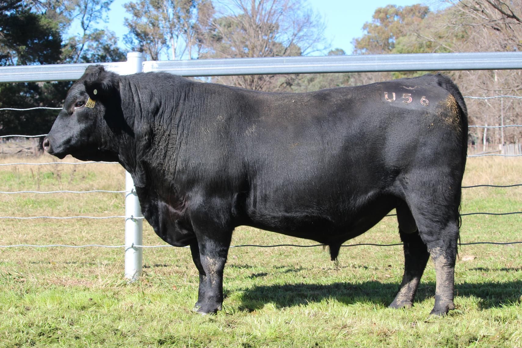 Lot 2 - EASTERN PLAINS TURLEE T103