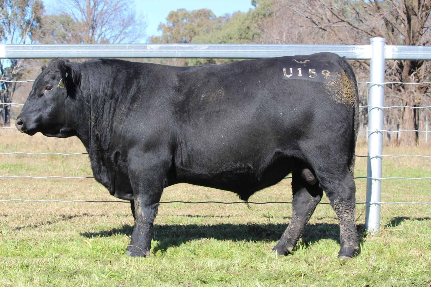 Lot 3 - EASTERN PLAINS SUCCESS S162