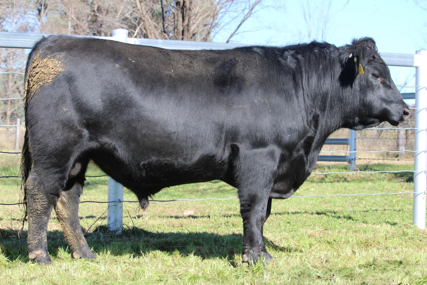 Lot 5 - EASTERN PLAINS TURRAMURRA T118