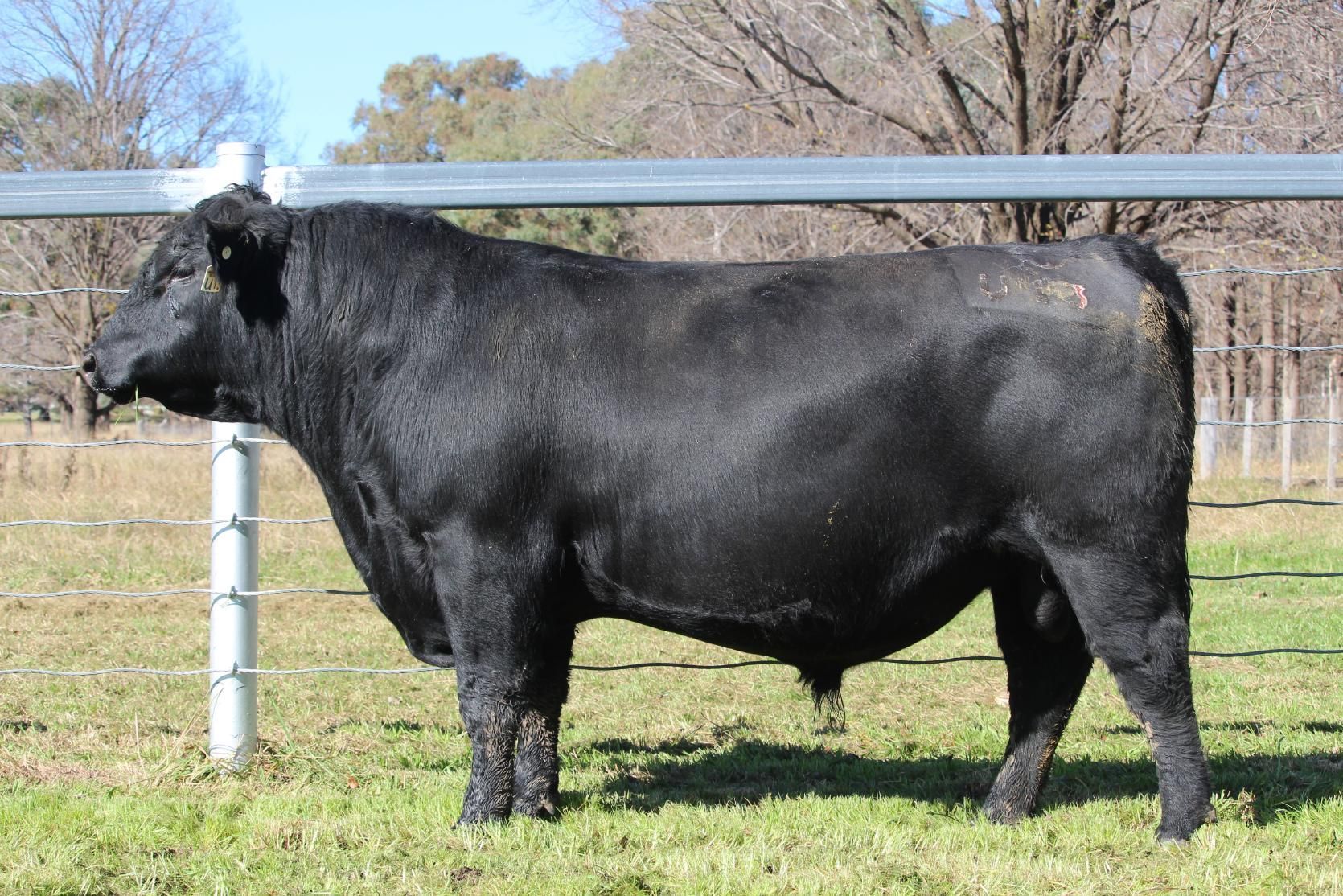 Lot 6 - EASTERN PLAINS TEURIKA T24