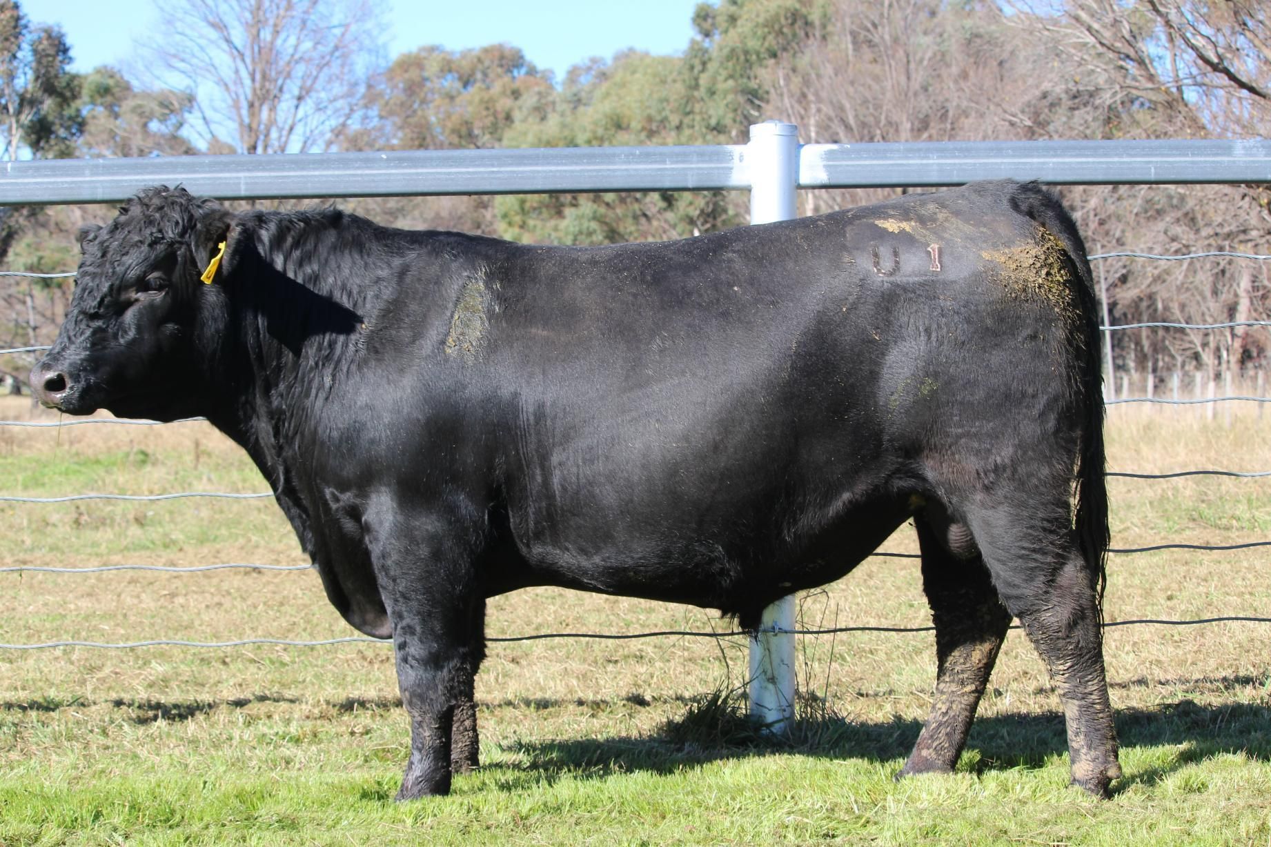 Lot 7 - EASTERN PLAINS TUXEDO T66