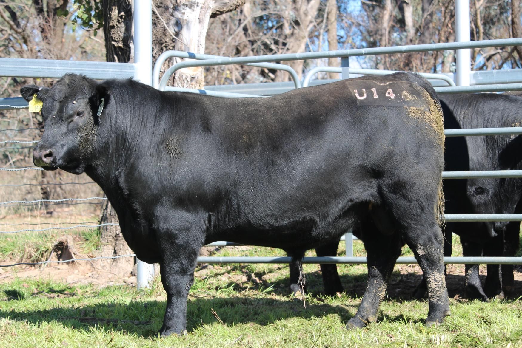 Lot 8 - EASTERN PLAINS TALBRA T141