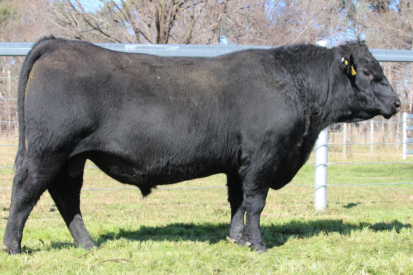 Lot 9 - EASTERN PLAINS TUBAROO T8
