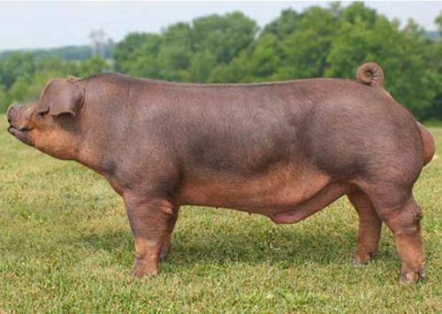DUROC