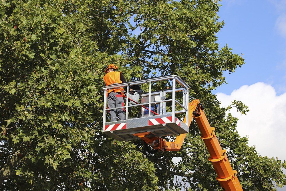 Tree Care | Concord, NC | Carolina Property Solution & Tree Service
