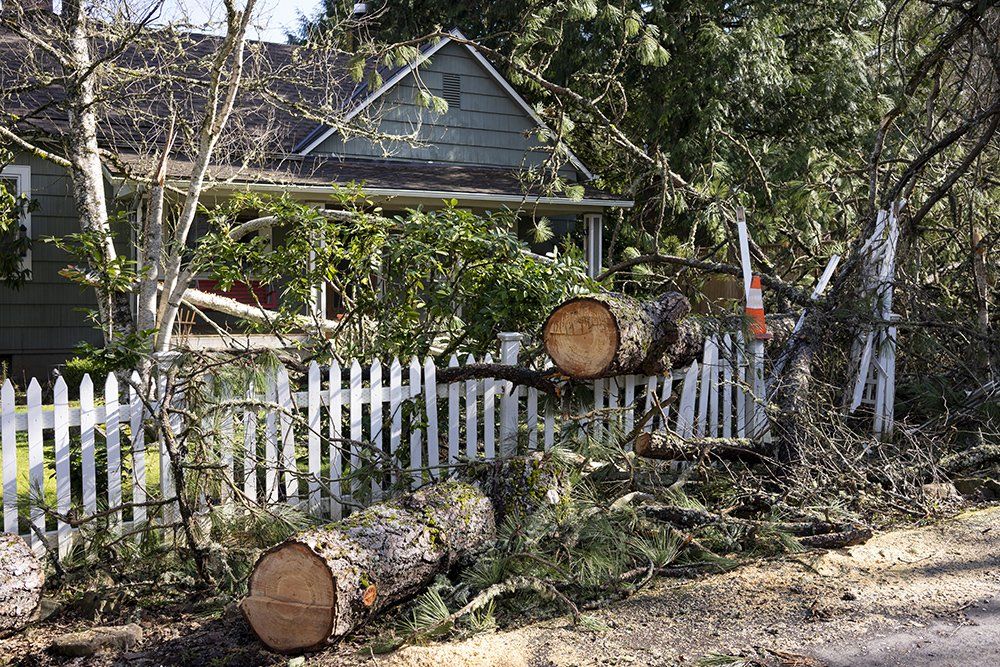 Fallen Tree in a Front Yard | Concord, NC | Carolina Property Solution & Tree Service