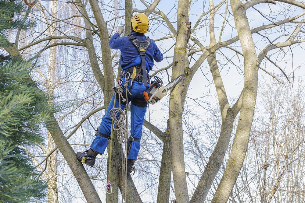 Professional Cutting Large Bare Branches | Concord, NC | Carolina Property Solution & Tree Service