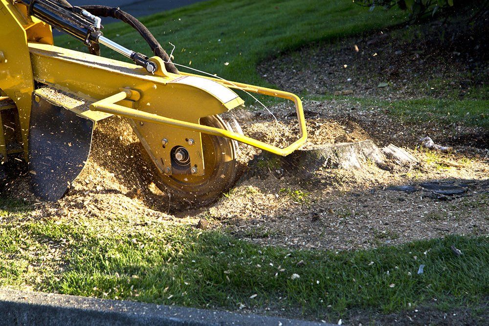 Tree Stump Grinding | Concord, NC | Carolina Property Solution & Tree Service