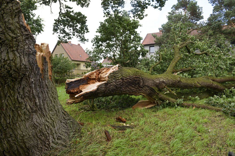 Storm Damage Cleanup | Concord, NC | Carolina Property Solution & Tree Service