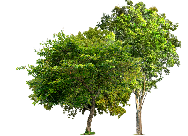 Trees | Concord, NC | Carolina Property Solution & Tree Service