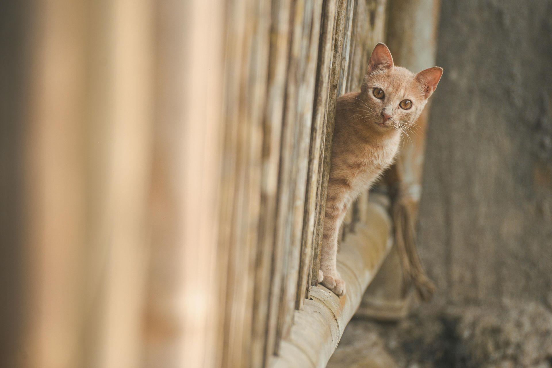 A cat is peeking over a wooden fence. Jarvis & Son Renovations,