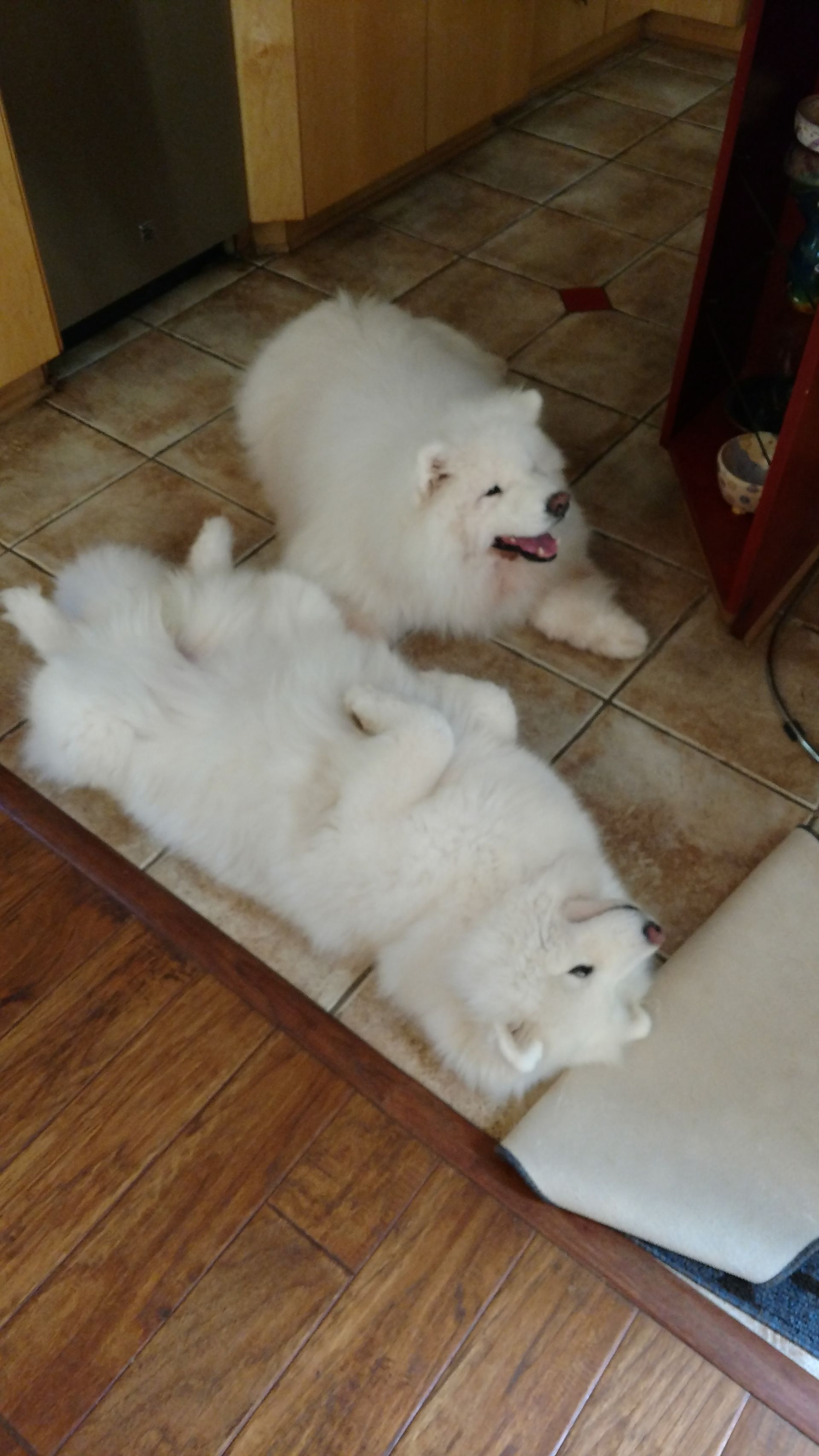 Two white dogs are laying on their backs on a wooden floor.