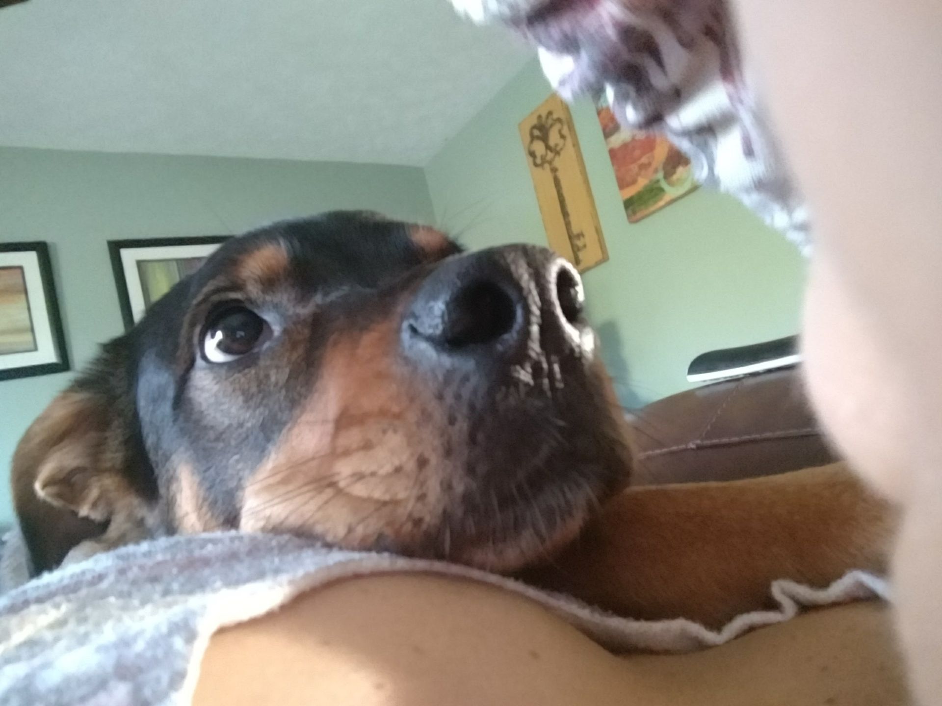A close up of a dog laying on a person 's chest