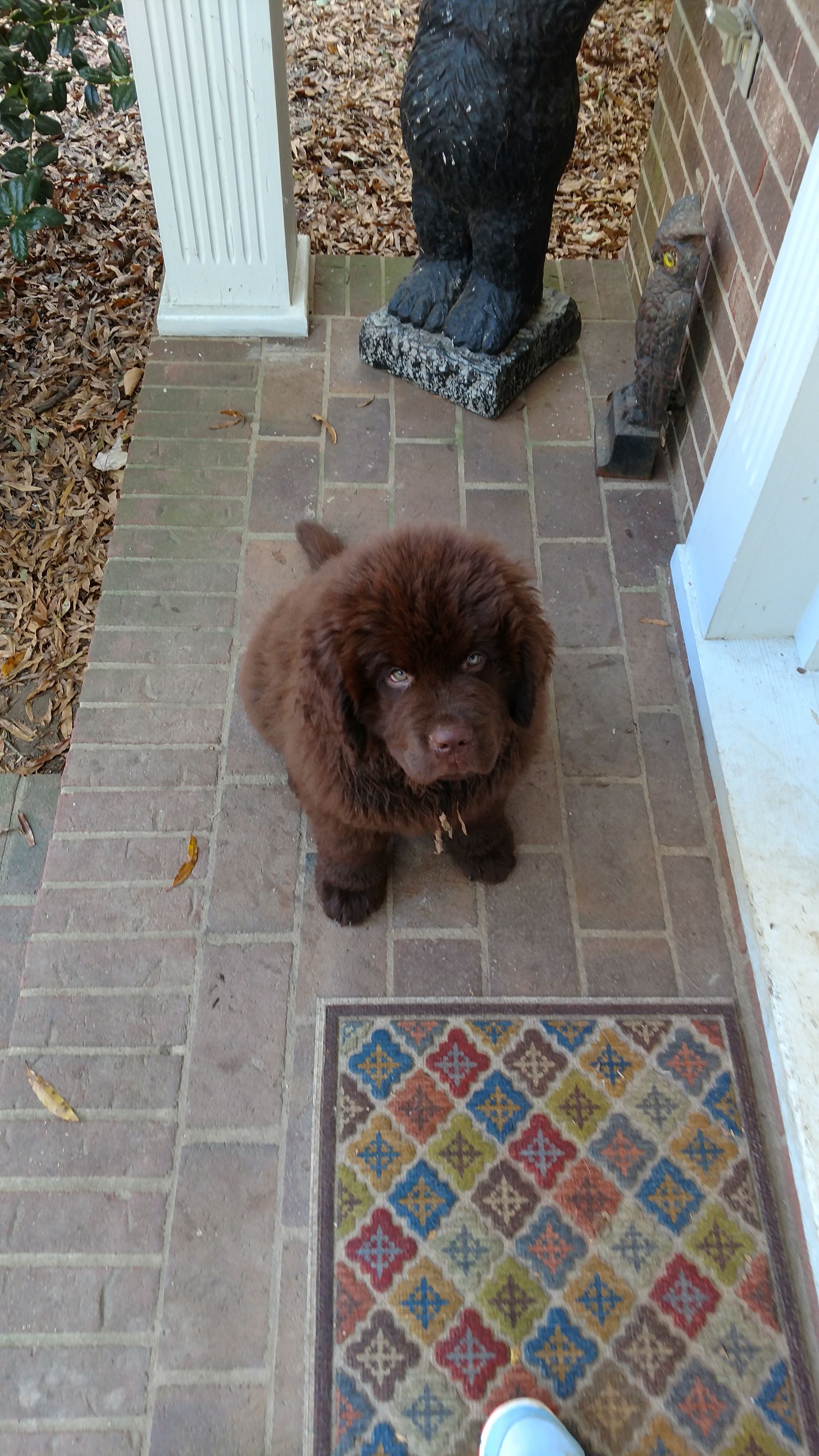 A brown dog is sitting on a brick porch next to a door mat.
