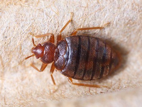 Bed Bug Removal — Bed Bugs in Flushing, NY