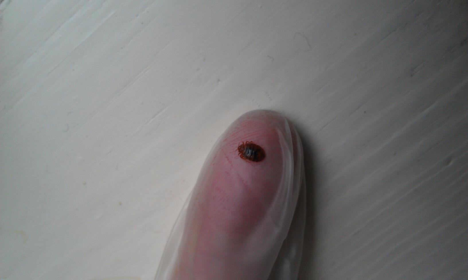 Earwig Removal — Bed Bug on a Finger in Flushing, NY