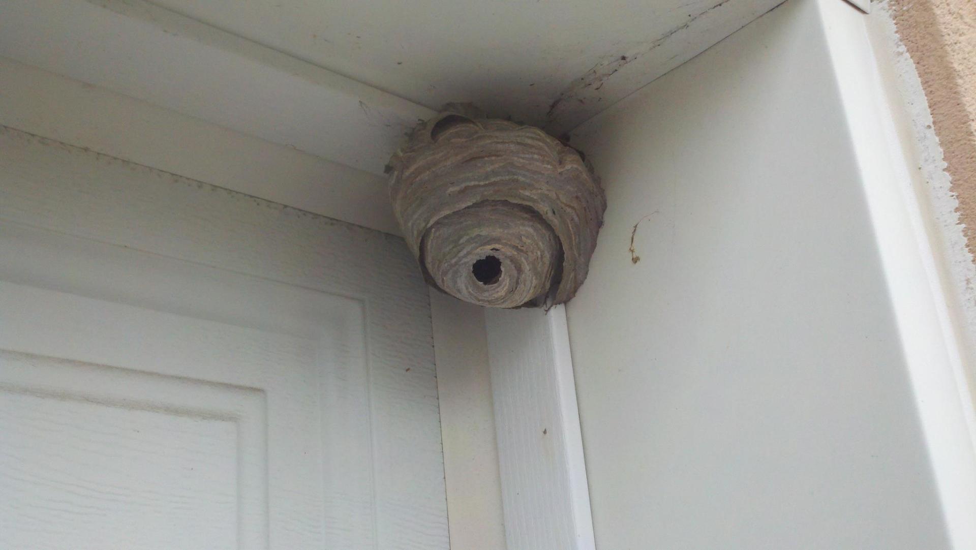 Ant Removal — Bee Nest Outside of a House in Flushing, NY