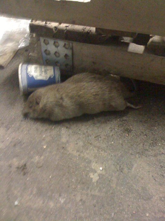 Emergency Exterminator — Dead Rat in Flushing, NY