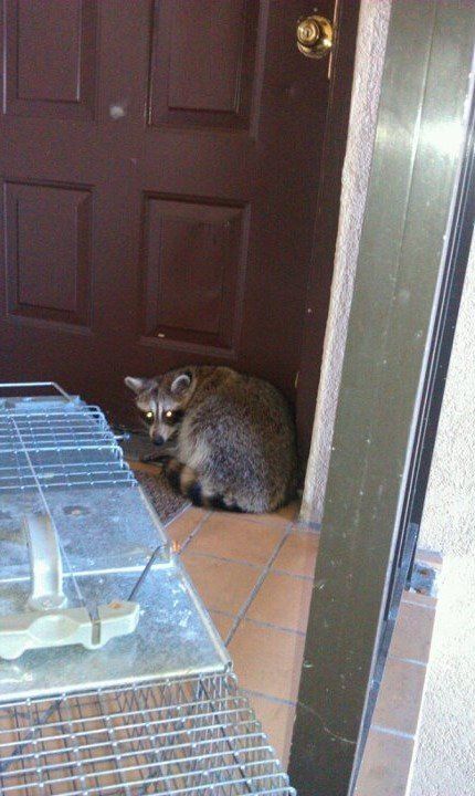 Bug Control — Racoon in Flushing, NY
