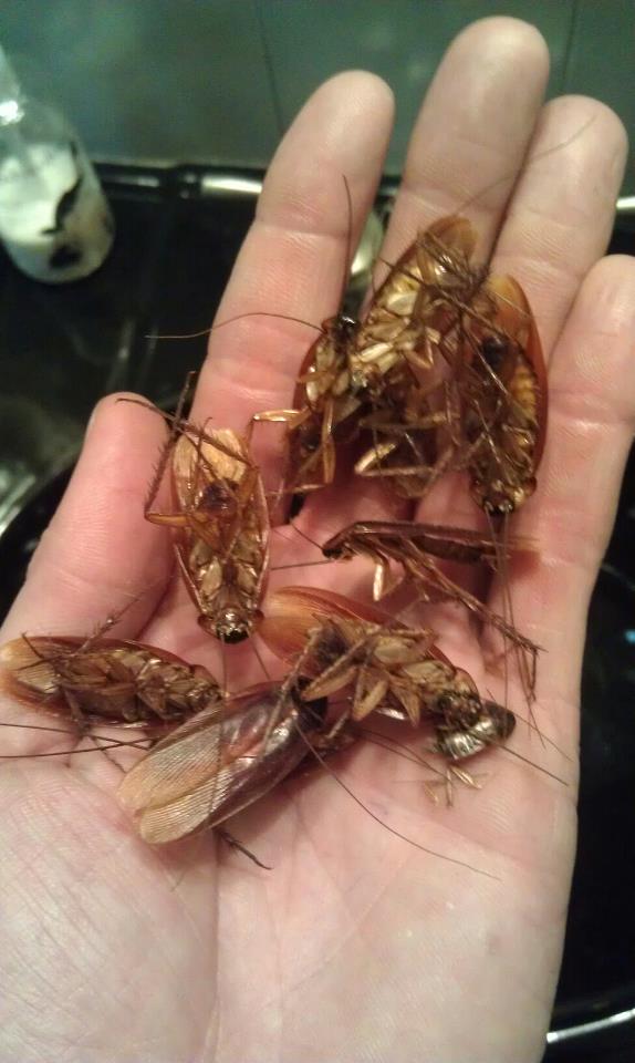 Exterminator — Dead Cockroaches in Flushing, NY