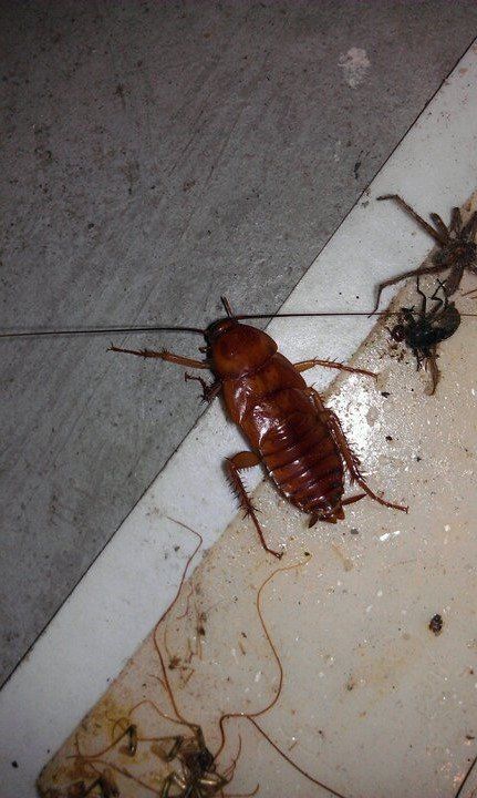 Pest Inspections — Cockroaches in Flushing, NY