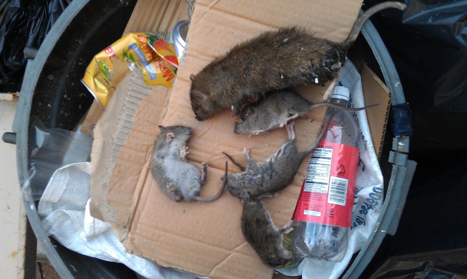 Hotel Exterminator — Dead Rats and Mice on Trash in Flushing, NY