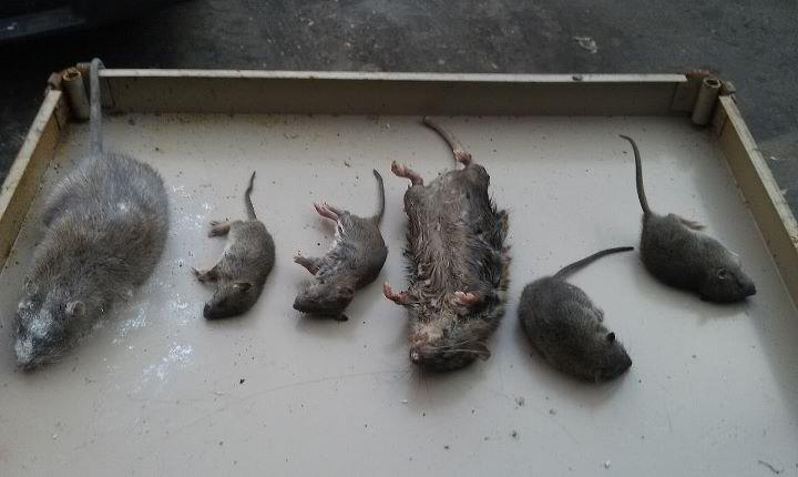 Termite Removal — Dead Mice and Rats in Flushing, NY